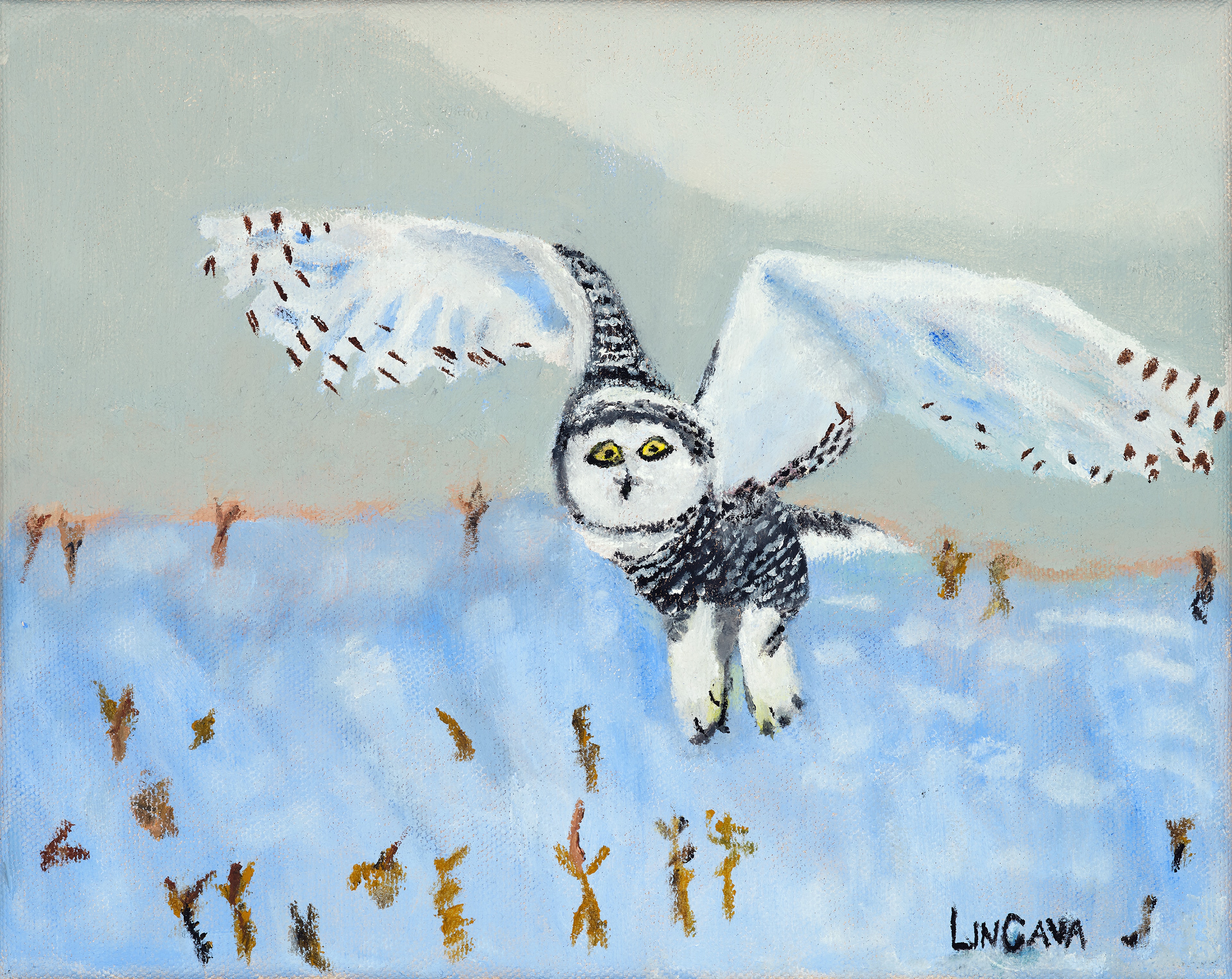 Snowy Owl